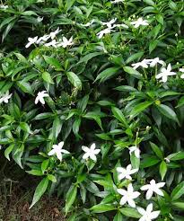 Image result for Tabernaemontana brachyantha