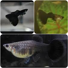 Black Algae In Fish Tank How To Get Rid Of It Black Phantom Guppy Breeding Pair Guppy Fish Aquarium Fish Aquarium Fish For Sale