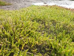 Image result for Sarcocornia perennis