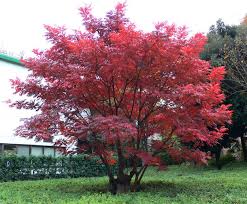 秋になると なぜ紅葉するのか