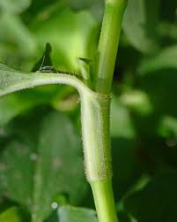 Image result for Commelina benghalensis