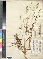 Image result for Panicum hochstetteri