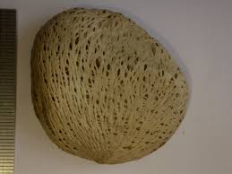 Image result for Telfairia pedata