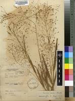 Image result for Panicum pansum