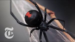 An Encounter With A Black Widow Spider The New York Times Youtube
