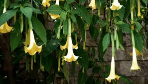 1.3 escopolamina para el tratamiento de la hiperhidrosis. 4 Caracteristicas Y 8 Datos Sobre La Planta De Burundanga