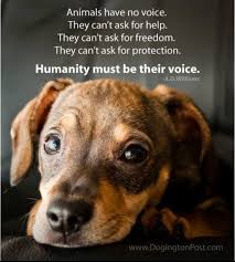 Animals Have No Voice We Have To Be Their Voice Street Dogs Dogs Animal Abuse