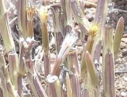 Image result for Kleinia longiflora