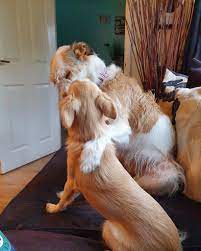 Are you interested in dog boarding, but want to meet the dog sitter first? Bark Bounce Dog Walking Home Boarding Home Facebook