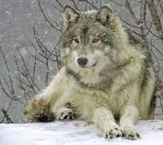 Stunning Wildlife On Twitter Wolf Dog Grey Wolf Animals