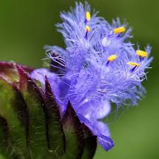 Image result for Cyanotis vaga