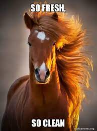 So Fresh So Clean Ridiculously Photogenic Horse Make A Meme