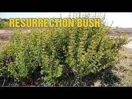 Image result for Myrothamnus flabellifolius