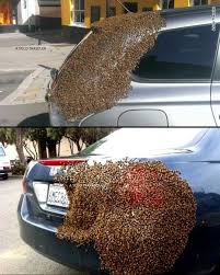 Have you ever walked outside and found a swarm of bees buzzing around your  fencepost, or your car? Your first instinct might be to panic, call  emergency services, or try to drive