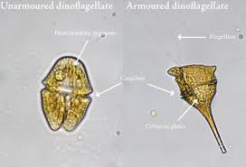 Diatoms and Dinoflagellates