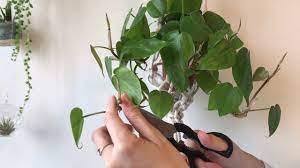 How To Propagate Philodendrons Youtube In 2020 Philodendron Propagation Philodendron Plant