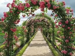 With an affinity for roses, casey pradelli knew she had to surround her newly purchased, haverford, pennsylvania, home with them. Front Yard Rose Garden