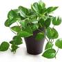 Best air purifying plants from www.hgtv.com