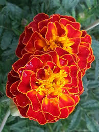 With their bright colors, yellow, orange, red, and white, marigolds can really cheer up your gardens. Marigolds Marigold Flower Beautiful Flowers Most Beautiful Flowers