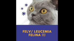 El experto detalló que la leucemia felina es difícil de detectar y que una vez que los síntomas se presentan es porque la enfermedad ya está en etapa muy avanzada. Felv Leucemia Felina 11 Youtube