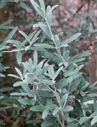 Image result for Buddleja saligna