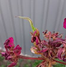 Image result for Geranium ocellatum