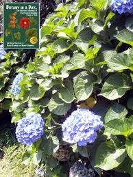 Image result for Hydrangeaceae