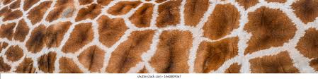 Check spelling or type a new query. Real Giraffe Skin Background Texture Fur Stock Photo Edit Now 1460809367