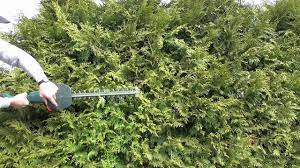 Lassen sie die konifere erst wachsen, bis sie die gewünschte höhe erreicht hat. Thuja Hecke Lebensbaum Konifere Richtig Schneiden Anleitung Tutorial Youtube