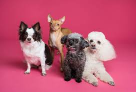 Wishes, quotes, greeting, image, pic! International Dog Day 2021 If You Were A Dog Which Breed Would You Be