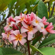Image result for Plumeria rubra