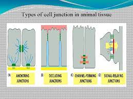 Plasmodesmata are junctions between plant cells, whereas animal cell contacts include tight junctions, gap junctions, and desmosomes. Cell Connections Junctions By Dr Vani Gupta Definition