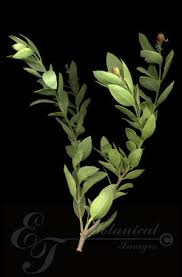 Image result for Osyris compressa