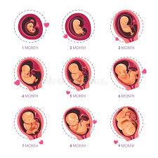 fetal development stages of baby growth in the womb