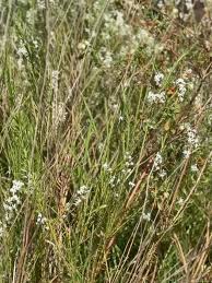 Image result for Penaeaceae