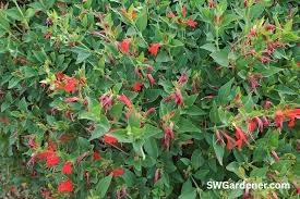 Image result for Justicia