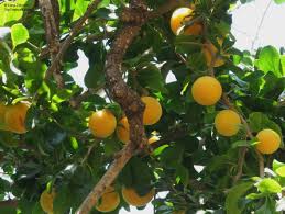 Image result for Dovyalis xanthocarpa