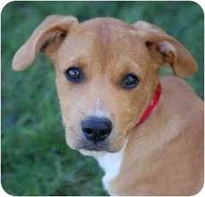 Beagle corgi mix puppies are cute and loveable and it is understandable if you would prefer to buy and raise a puppy. Joey Dougie Adopted Puppy Mora Mn Corgi Boxer Mix Corgi Mix Corgi Dog Training Obedience