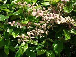 Image result for Congea