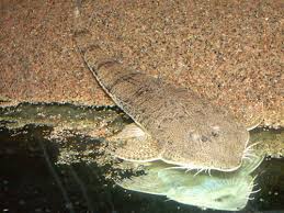 Image result for Adenodolichos punctatus