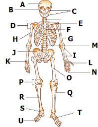 Please understand that our phone lines must be clear for urgent medical care needs. Play Human Body Bones Test Quiz Study These Multiple Choice Test Questions And Answers