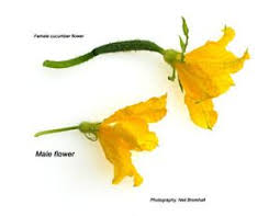 Give them enough sunlight and water and they're great producers. Cucumber How To Identifying Male And Female Flowers Cucumber Squash Plant Cucumber Flower
