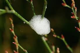 There are 72 white froth for sale on etsy, and they cost $19.05 on average. Can You Spot Cuckoo Spit Scientists Call For Thousands Of Volunteers To Record Froghoppers Manchester Evening News