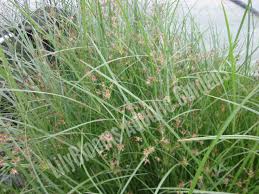 Image result for Cyperus longus