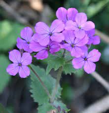 Lunaria Annua Aka Honesty Silver Dollar Or Money Plant Early Spring Re Seeding Biennial You Get F Dried Flower Arrangements Flower Seeds Perennial Plants