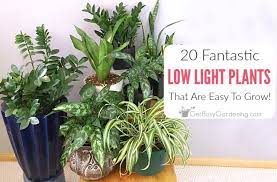 The size of peas, nasturtium seeds are easy to handle and plant. 20 Fantastic Low Light Indoor Plants Houseplants That Love The Dark