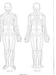 Muscle Diagram Blank Koibana Info Muscle Diagram Body Diagram Human Body Diagram