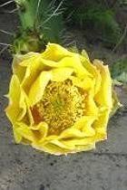 Image result for Dielsiothamnus divaricatus