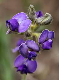 Image result for Neorautanenia