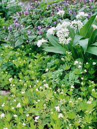 Jun 09, 2015 · to start, we need to set a ground rule: Deer Busters The Top Deer Resistant Plants For The Northeast Better Homes Gardens